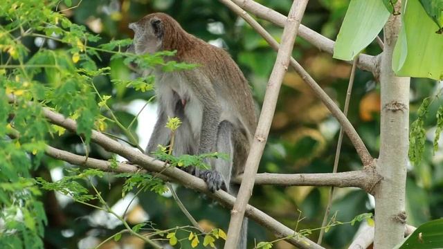 Обезьяна спускается с дерева