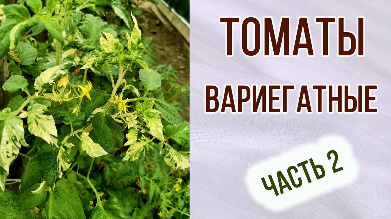 Вариегатные томаты. Особенности. Как выглядят. Часть 2.