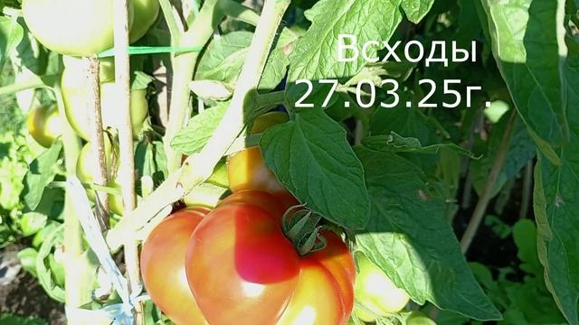 ТОМАТЫ. ГНОМЫ В ОГ.