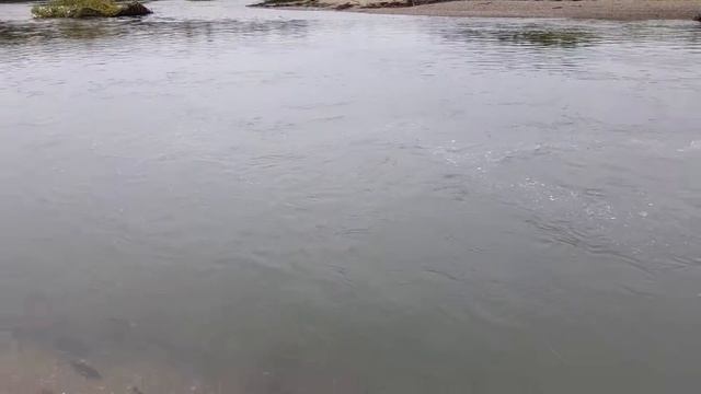 Река Большая Воровская. Камчатка. 2 сентября, горбуша продолжает идти!