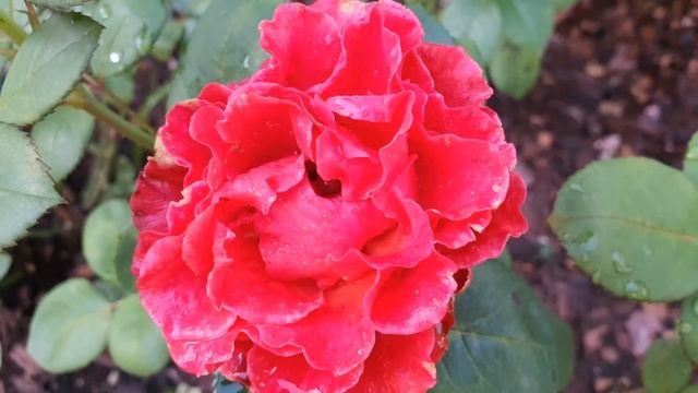 Мои прекрасные розы))) My beautiful roses)))