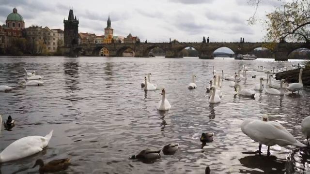 Лебеди плавают на берегу реки
