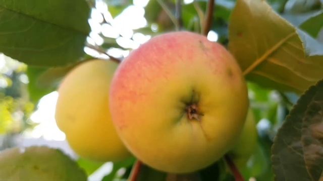 Мой сад)) My garden))