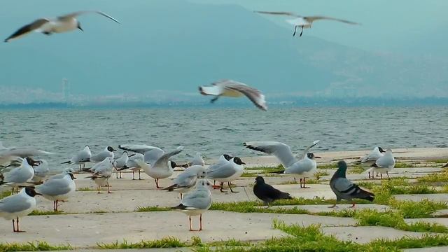 Чайки на набережной на фоне моря