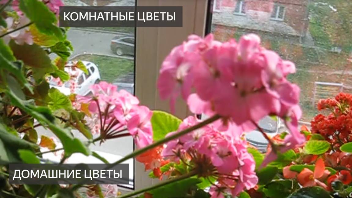 ШИКАРНЫЙ ПОДОКОННИК! Цветы. Красивые, домашние. Бегония, каланхоэ, хризантемы, алоэ, герань. Уход