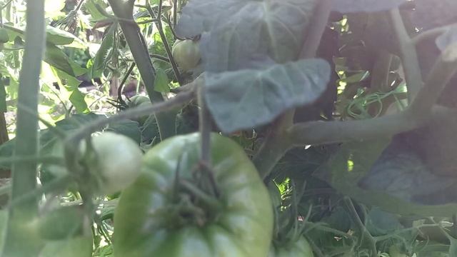 ТОМАТЫ ОГ. ОБЗОР.