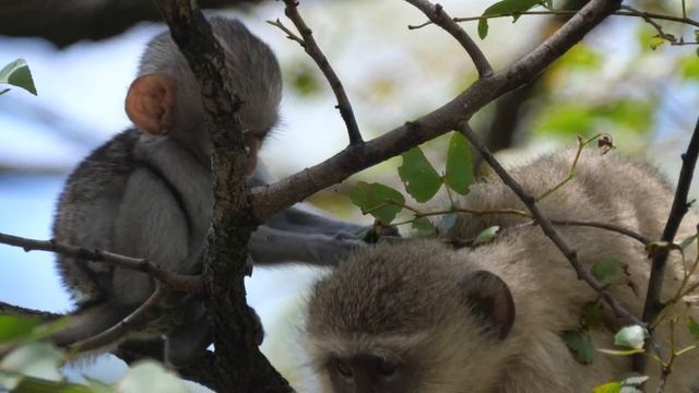 Милая обезьянка хватает листок