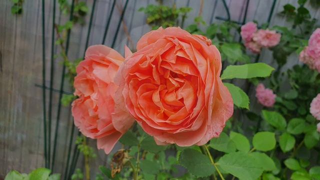 Розы, розы... Невозможно насмотреться))) Вырастили сами, наслаждаемся вместе))