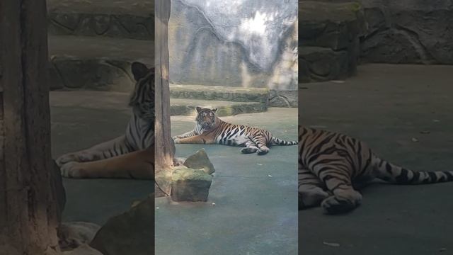 Зоопарк и змеиная ферма под Хошимином