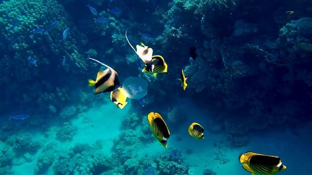 Коралловый риф в Красном море с плавающей рыбой-мавританским идолом