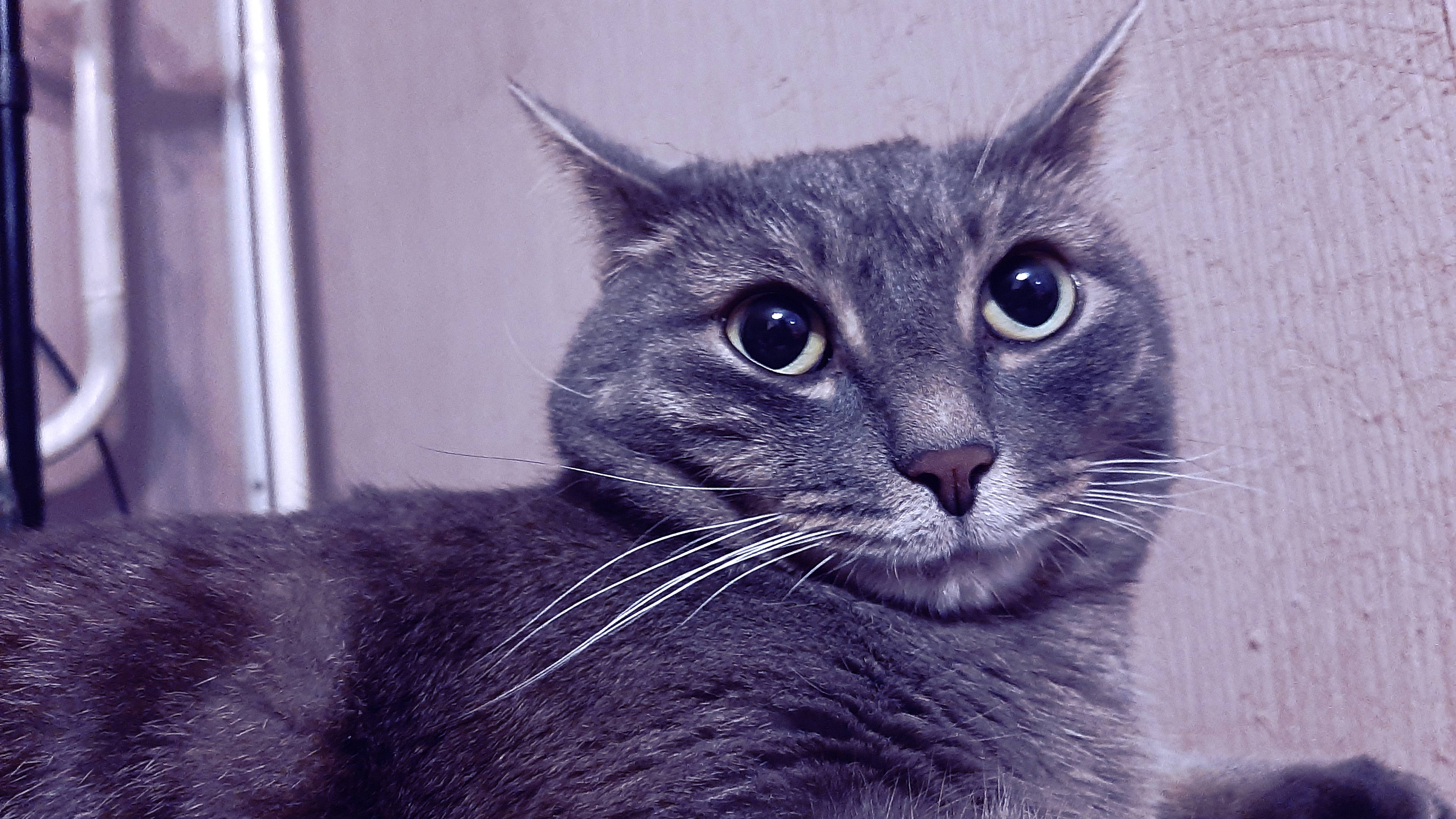 КОТИК МИХАЛЫЧ. КОТЗИЛЛА ПРОТИВ РОМКИ И НАТУЛЬКИ.