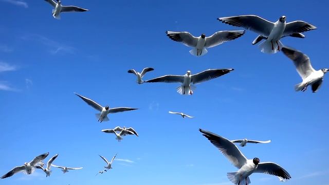 Стая чаек в небе