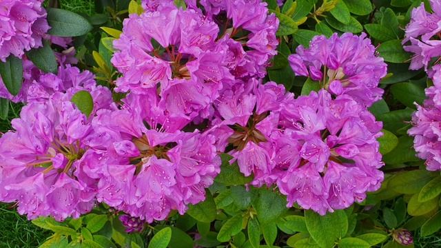 Мои рододендроны))