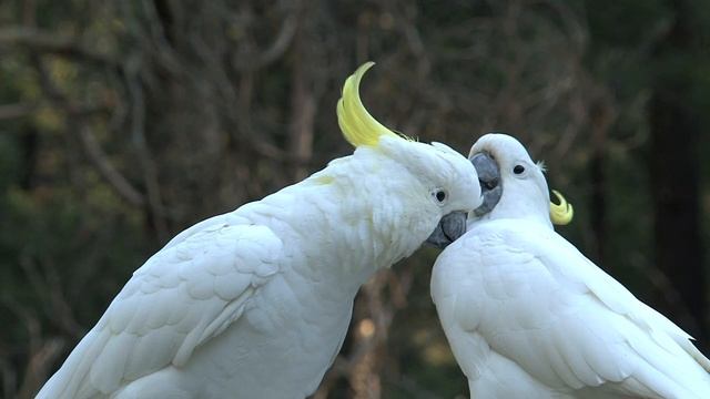 Большие белые птицы ласкают друг друга.