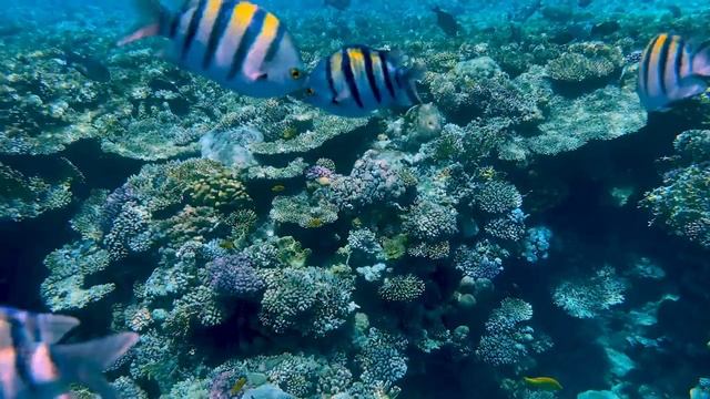 Яркая тропическая рыба подплывает к камере на рифе.