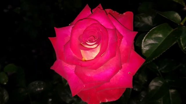 Розы в ночи...