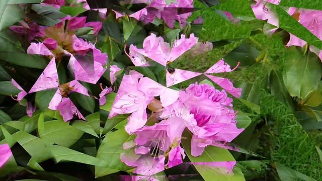 Рододендроны и пчела)