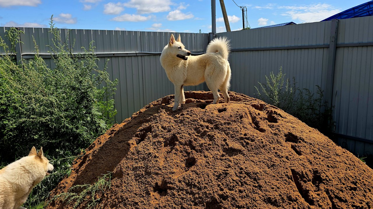 Песок для лаек