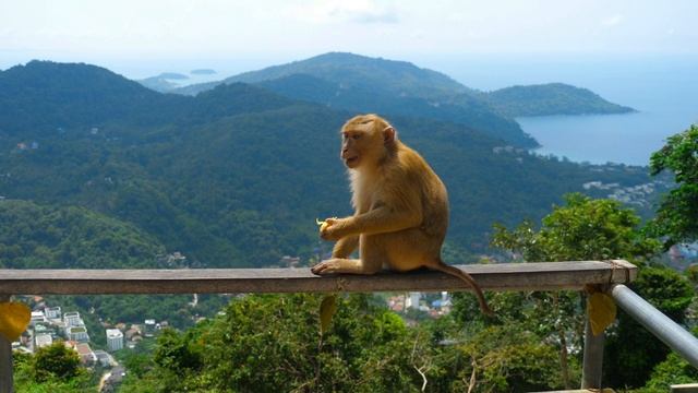 Обезьяна ест на вершине холма