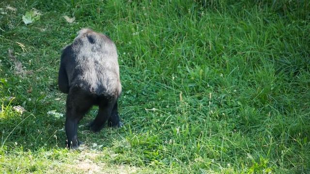 Гориллы в сафари-парке