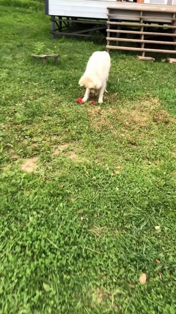 Как Ричик играет сам