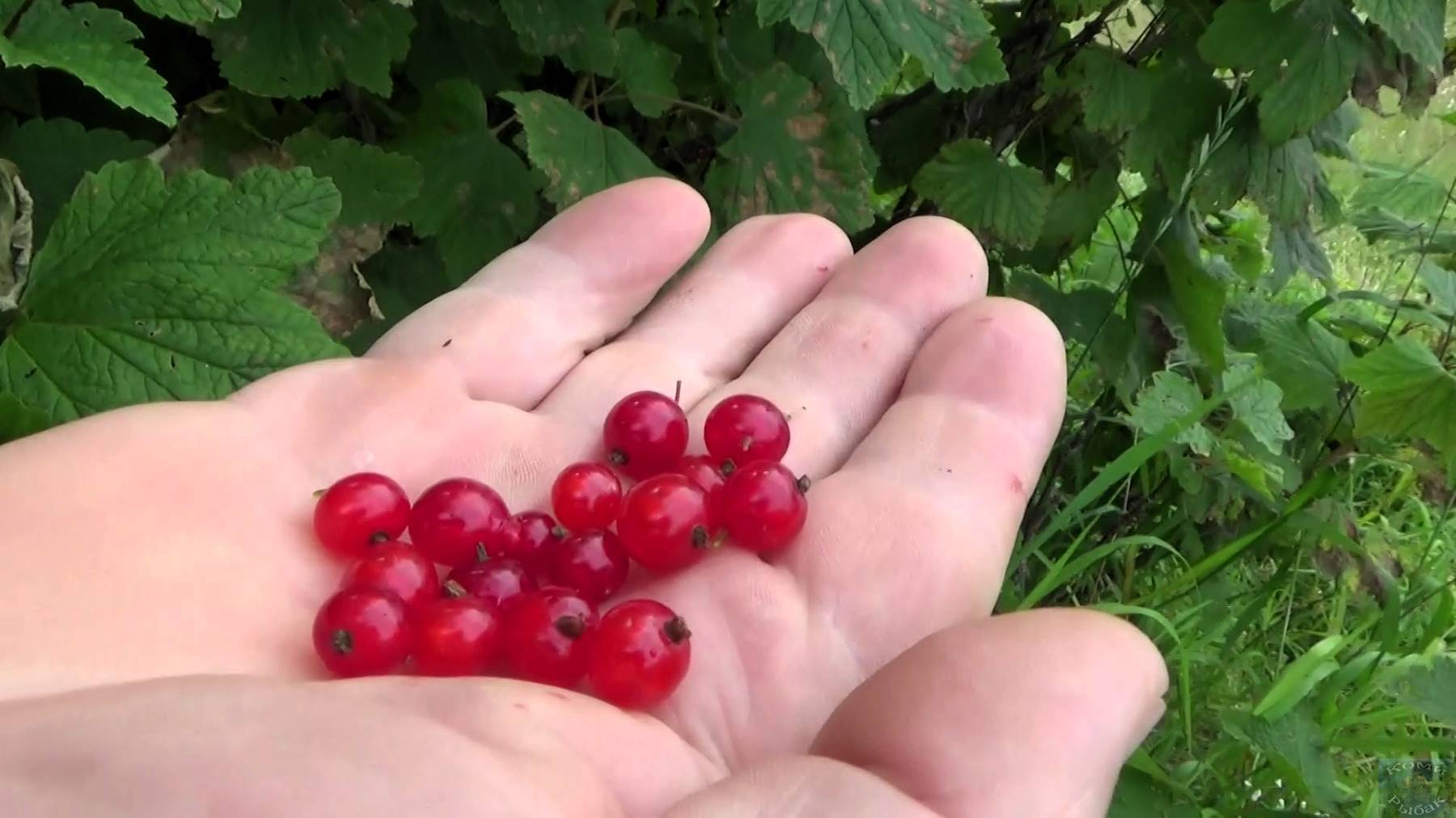 Сезон ягод открыт \ На луга за красной смородиной  28.07.2025