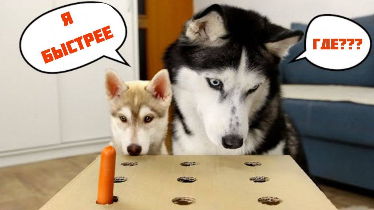 Кто победит в челлендже по ловле сосисок Щенок или взрослые хаски