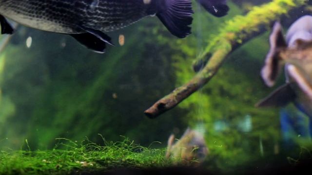 Тропические пресноводные рыбы и мох в аквариуме