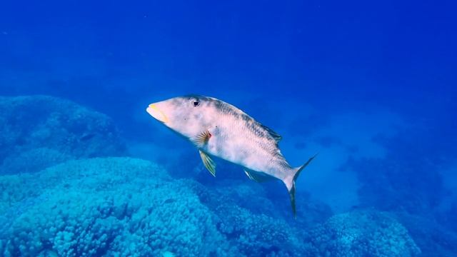 Большая тропическая рыба грациозно плывет по коралловому дну