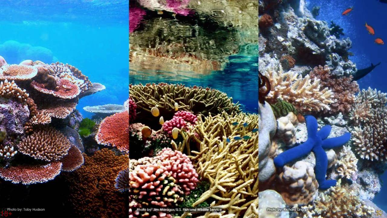 Как создать морскую ракушку - Просто добавьте воды!