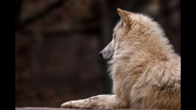 МОЯ ЗАЩИТА...ВИДЕО ОТ ВИКТОРА