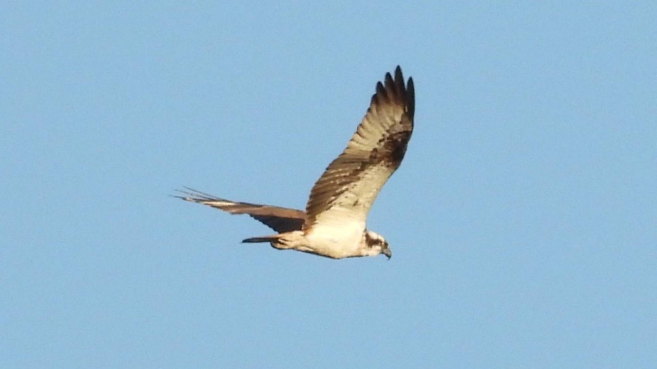 Красная Книга РФ. Птицы. Скопа, наблюдение в Великом Новгороде, 3 августа 2025