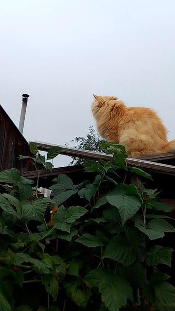 кот Рыжик на сарае