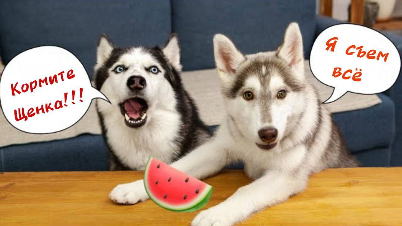 Забавный щенок забрал всю еду у взрослого хаски! Хаски пробуют еду!