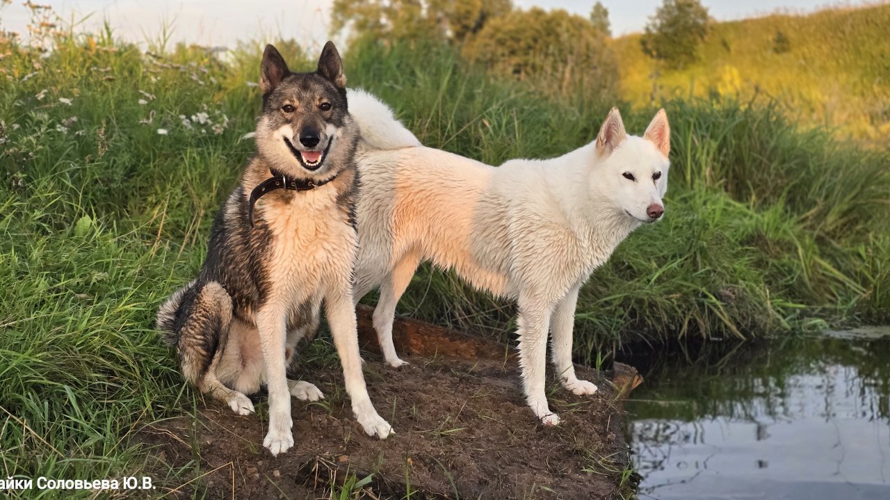 На реке в августе