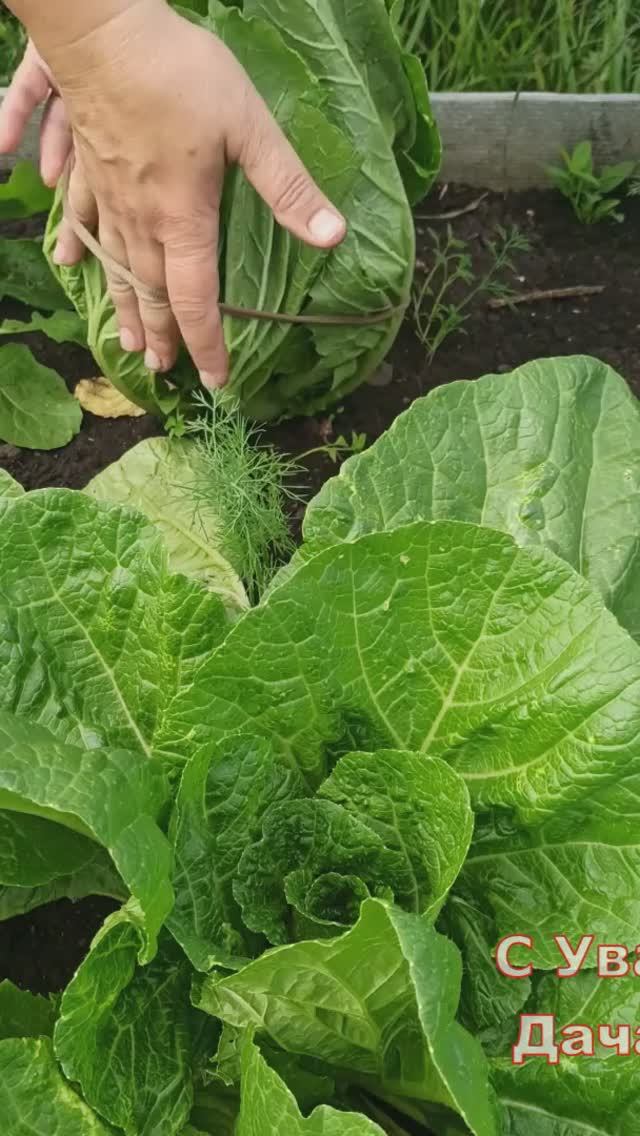 Пекинская капуста быстро завяжет кочан #огород #пекинскаякапуста #кочан #дача #сад #нинакдачаогород