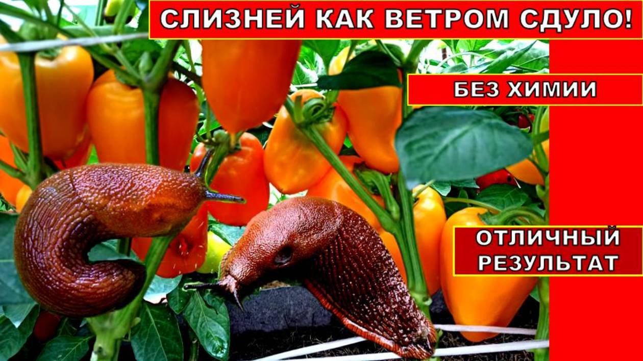 Как избавиться от слизняков и улиток без химии, народными органическими средствами