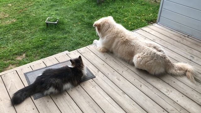 Ричик и Масик отдыхают