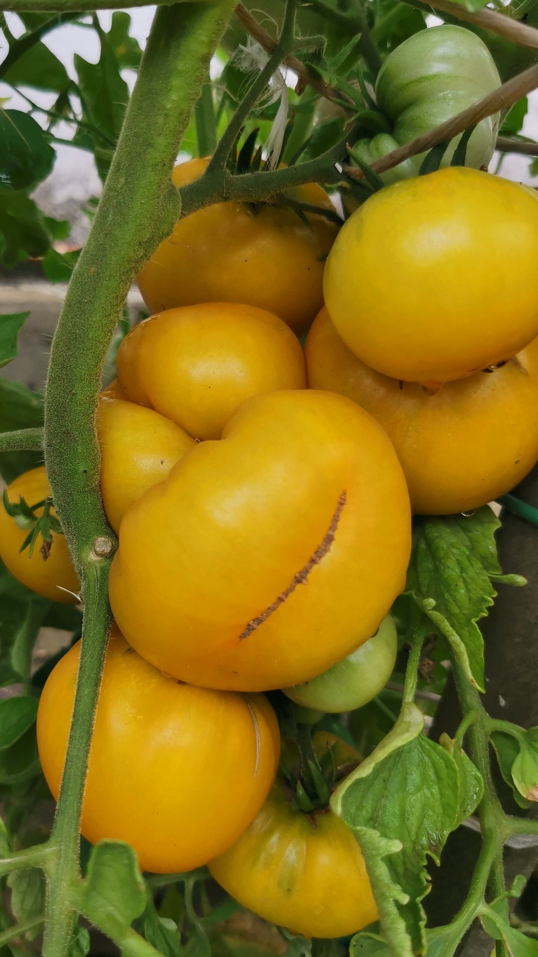 Томатные гномы и не только.