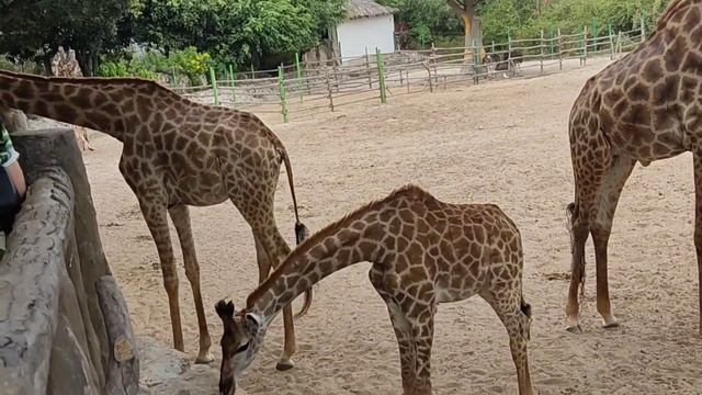 Зоопарк Vinpear,l Вьетнам