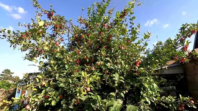 Яблоня Горноалтайская