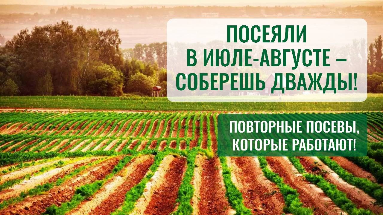 Секрет успешного урожая: что обязательно нужно сеять после 15 июля