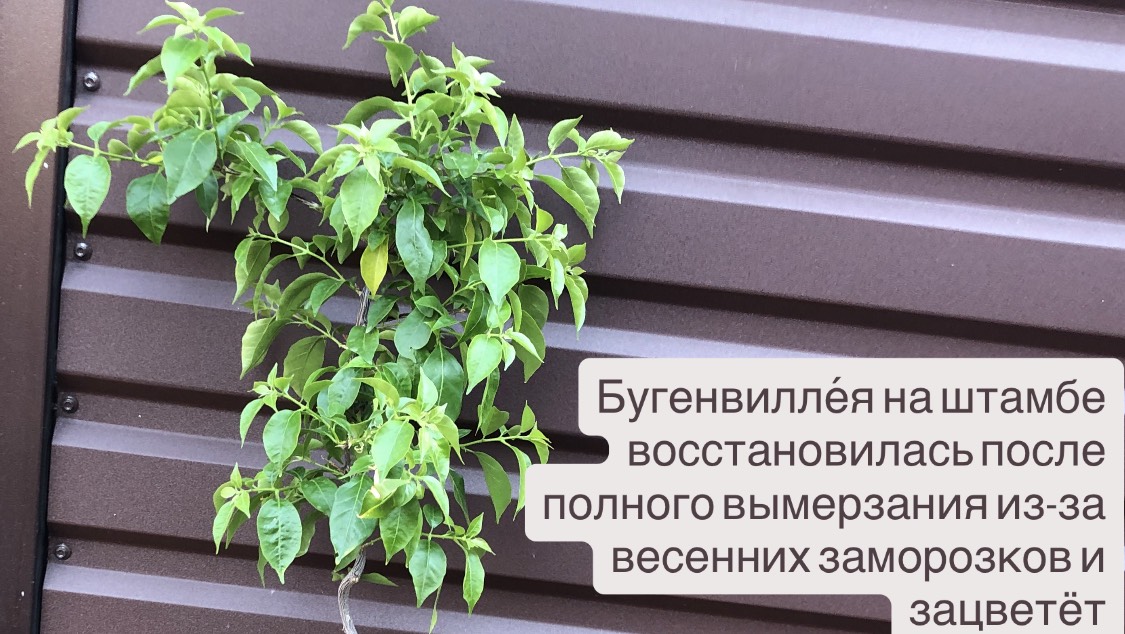 Бугенвилле́я на штамбе восстановилась после полного вымерзания из-за весенних заморозков и зацветёт