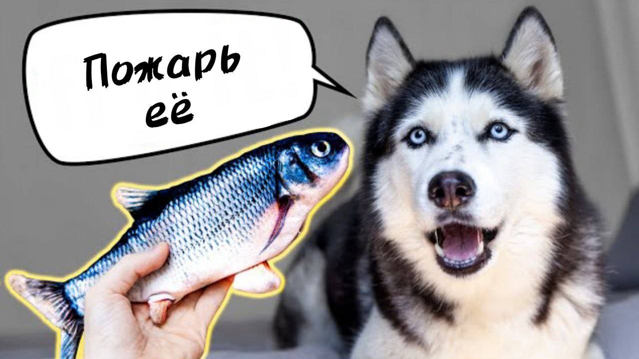 Движущаяся рыба напала на моих собак и кошек!!!