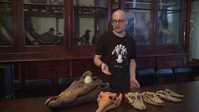 Между прочим. Гадский вопрос. Что делать при встрече с крокодилом?