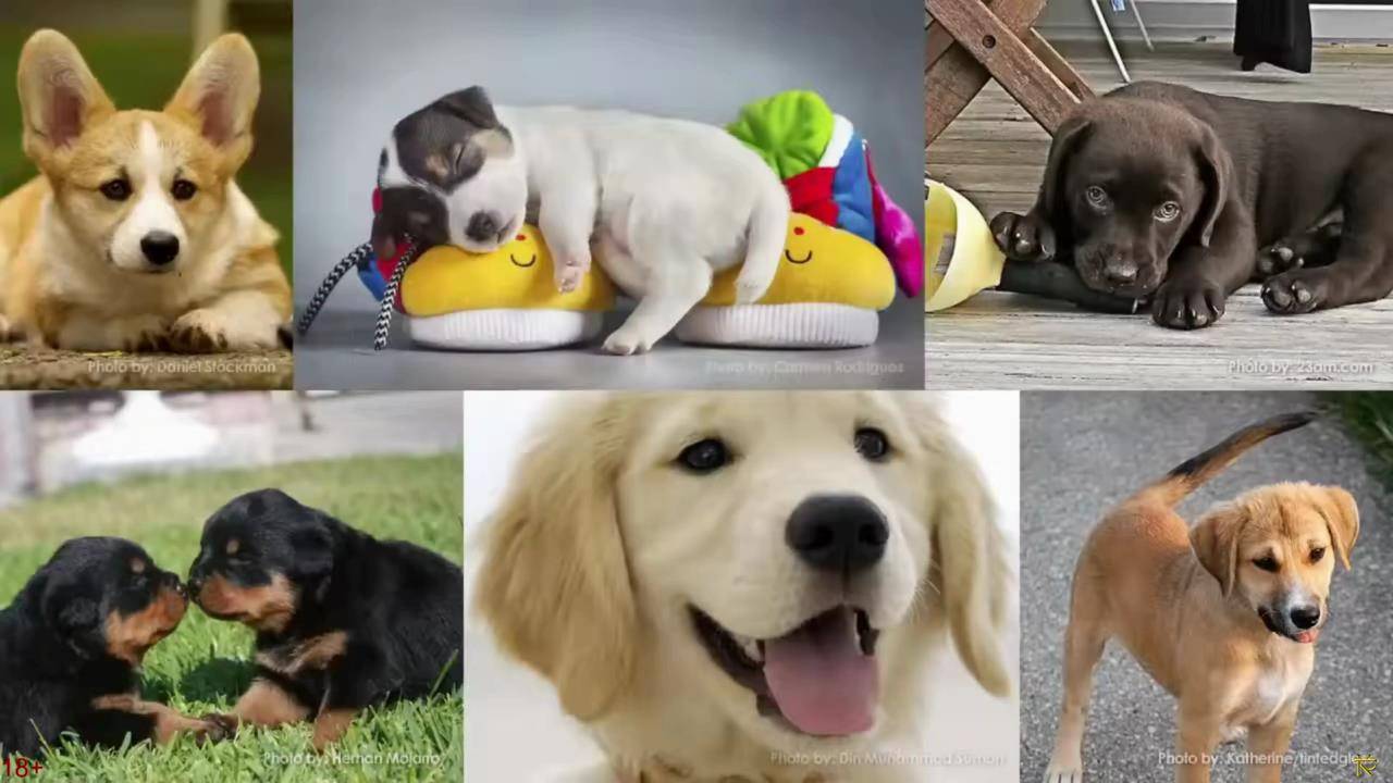 Как Ваша Собака Может Защитить Вас Ещё до Того, как Вы Родились?