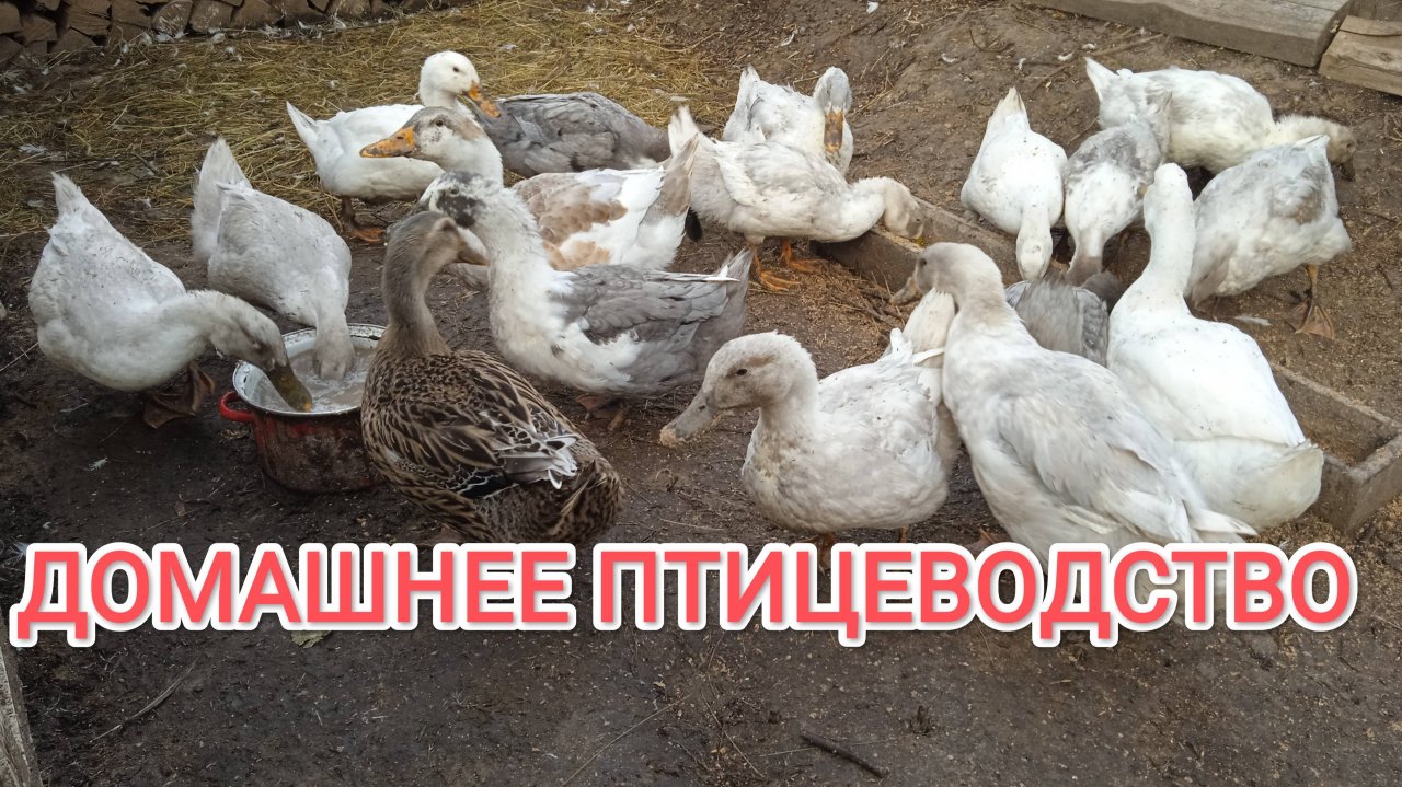 Жизнь в деревне Чем кормить уток