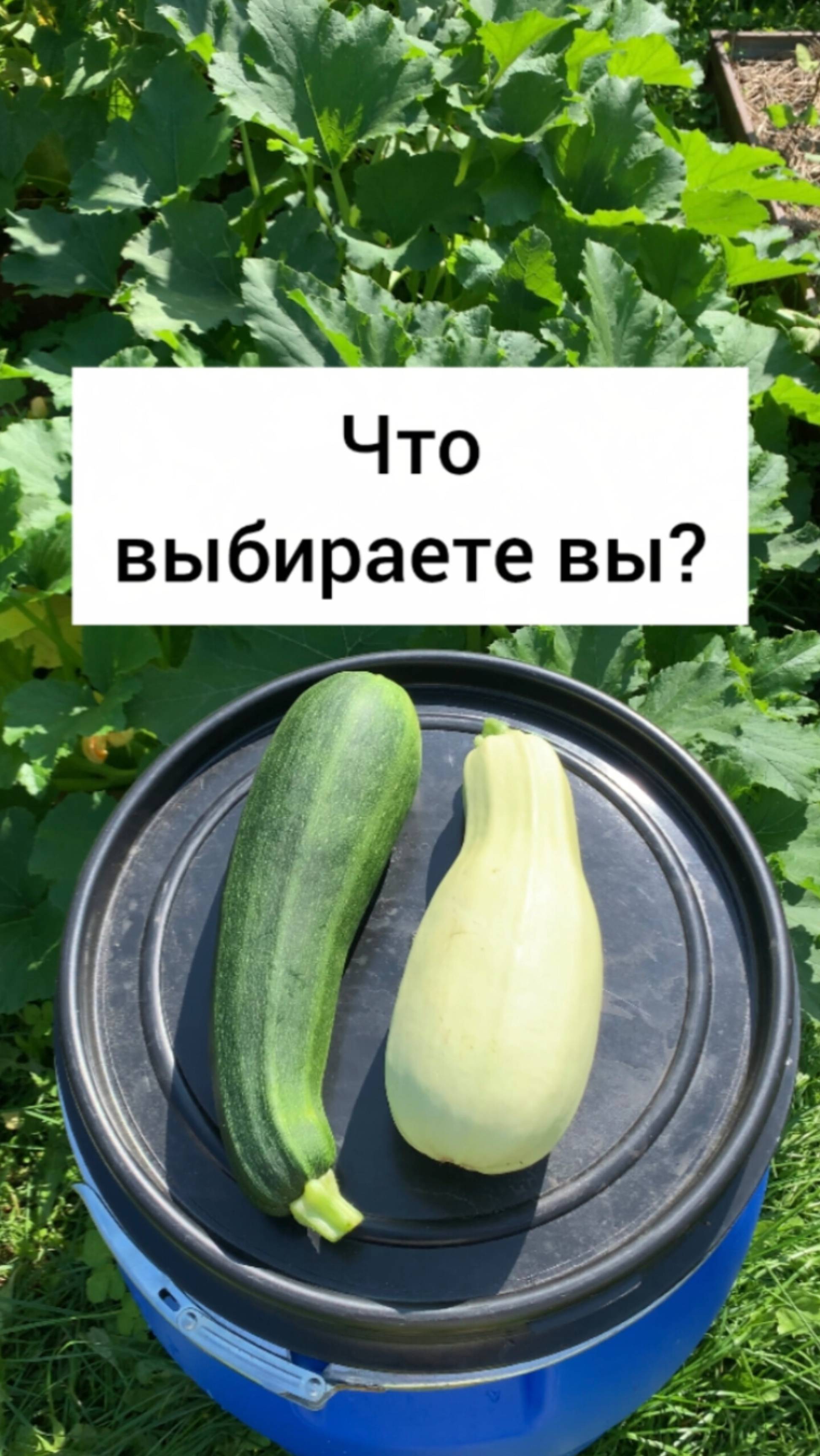 Что выбираете вы? Белоплодные или цукини? А может быть патиссоны?