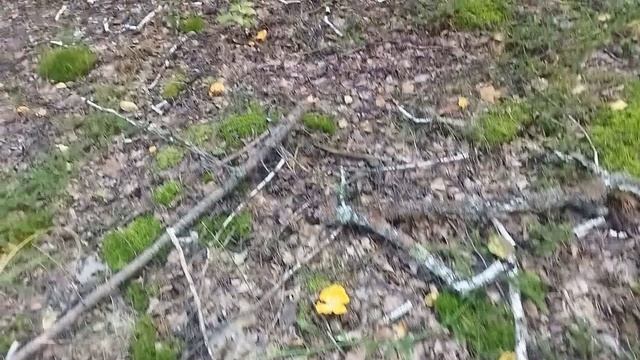 СОБИРАЕМ ГРИБЫ