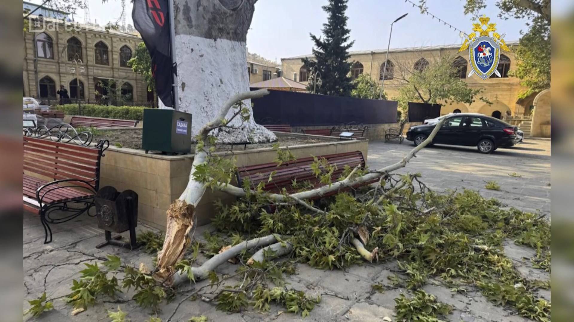 В Дербенте ветка платана упала на туристов из-за сильного ветра, погибла женщина